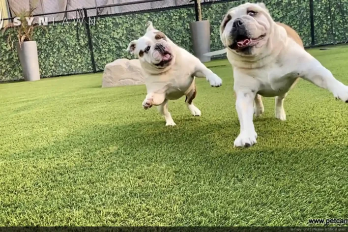 image of two pugs enjoying artificial grass