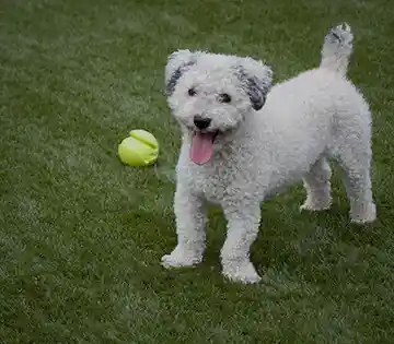 White dog playing with a tennis ball on green pet turf